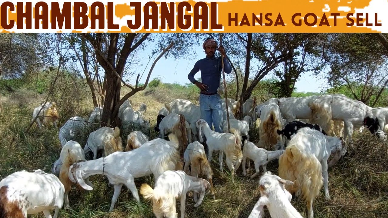 90 जमनापरी  बकरियाँ  बिक्री के लिए उपलब्ध हे  Hansa & Jp Hansa Goat sell