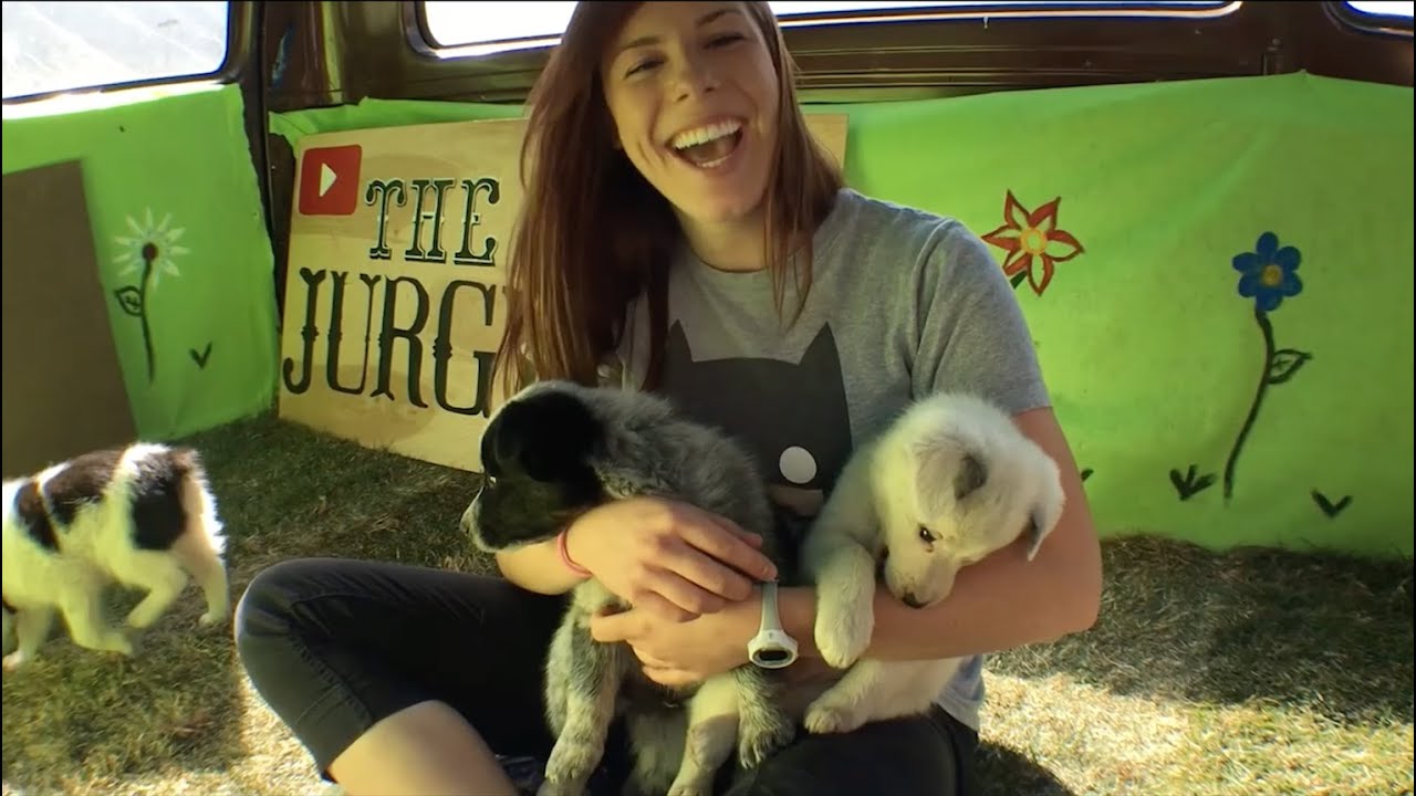 Van Full of Puppies Surprises College Students Before Finals