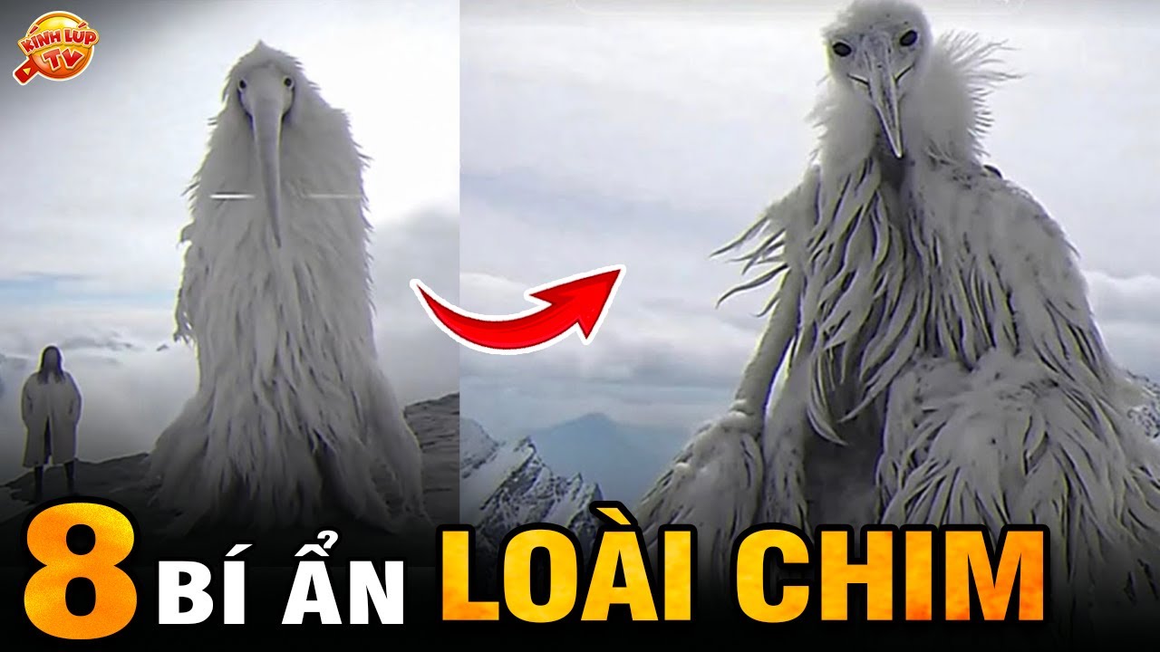 🔥 8 B&iacute; Ẩn Ly Kỳ v&agrave; Th&uacute; Vị về Lo&agrave;i Chim m&agrave; 99% Bạn Chưa Biết I K&iacute;nh L&uacute;p TV