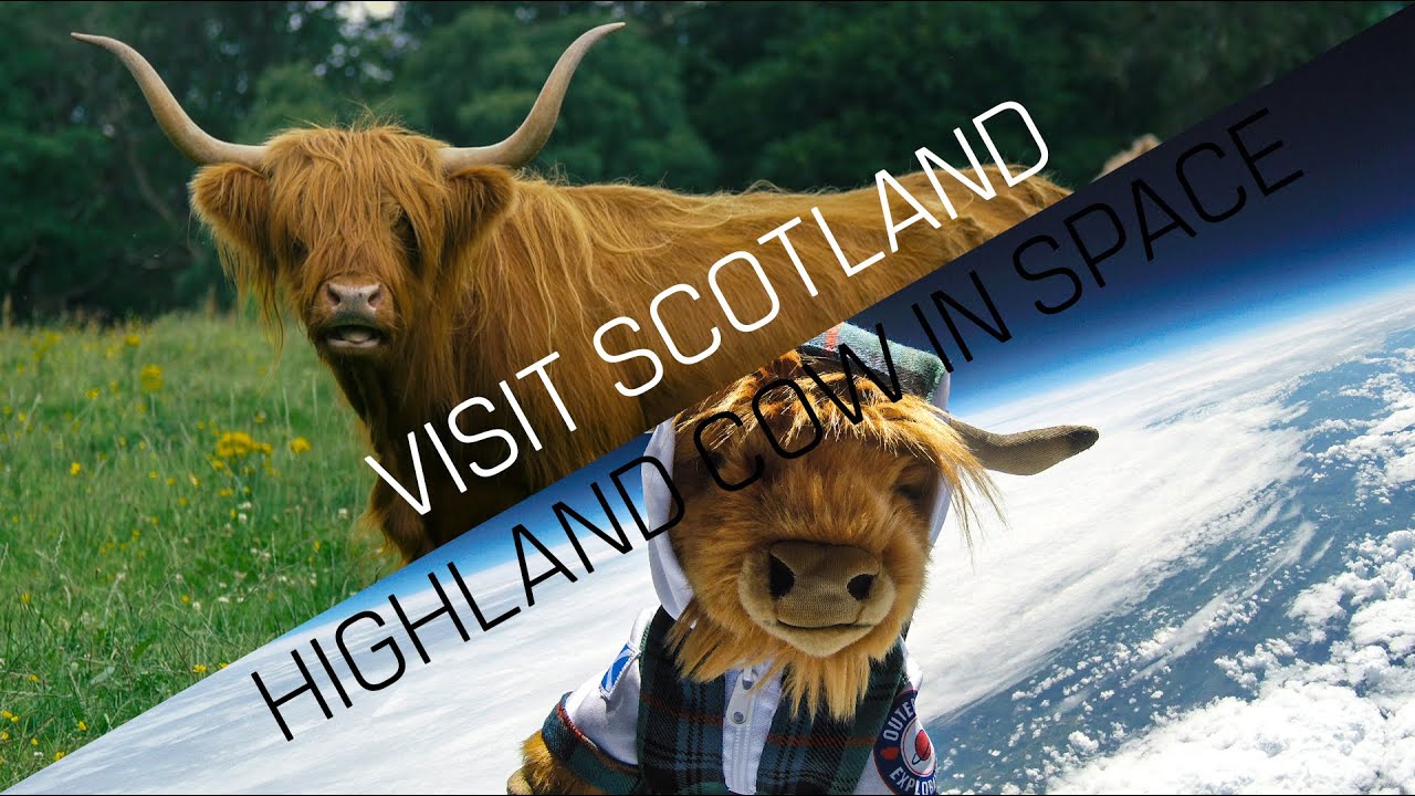 Visit Scotland | Highland Cow | Coosmonaut