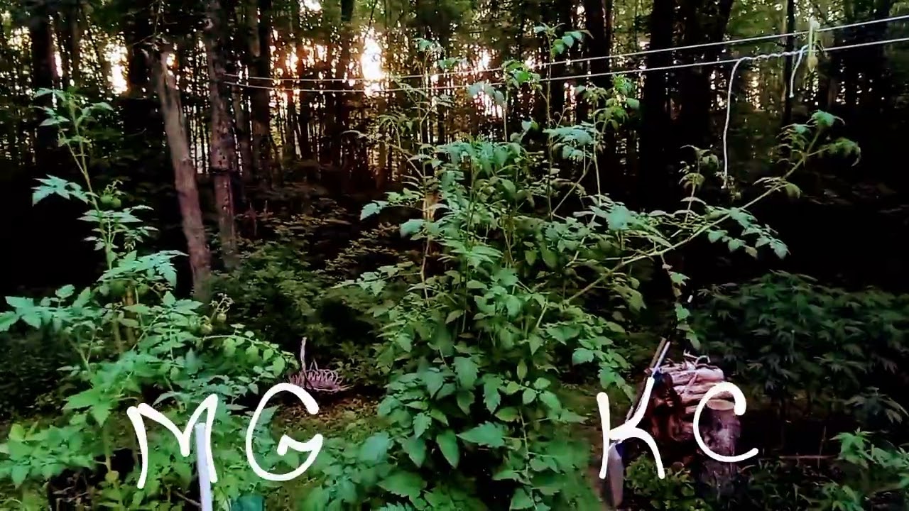 KUSHCRAFT Compost vs Miracle Grow Garden Mix