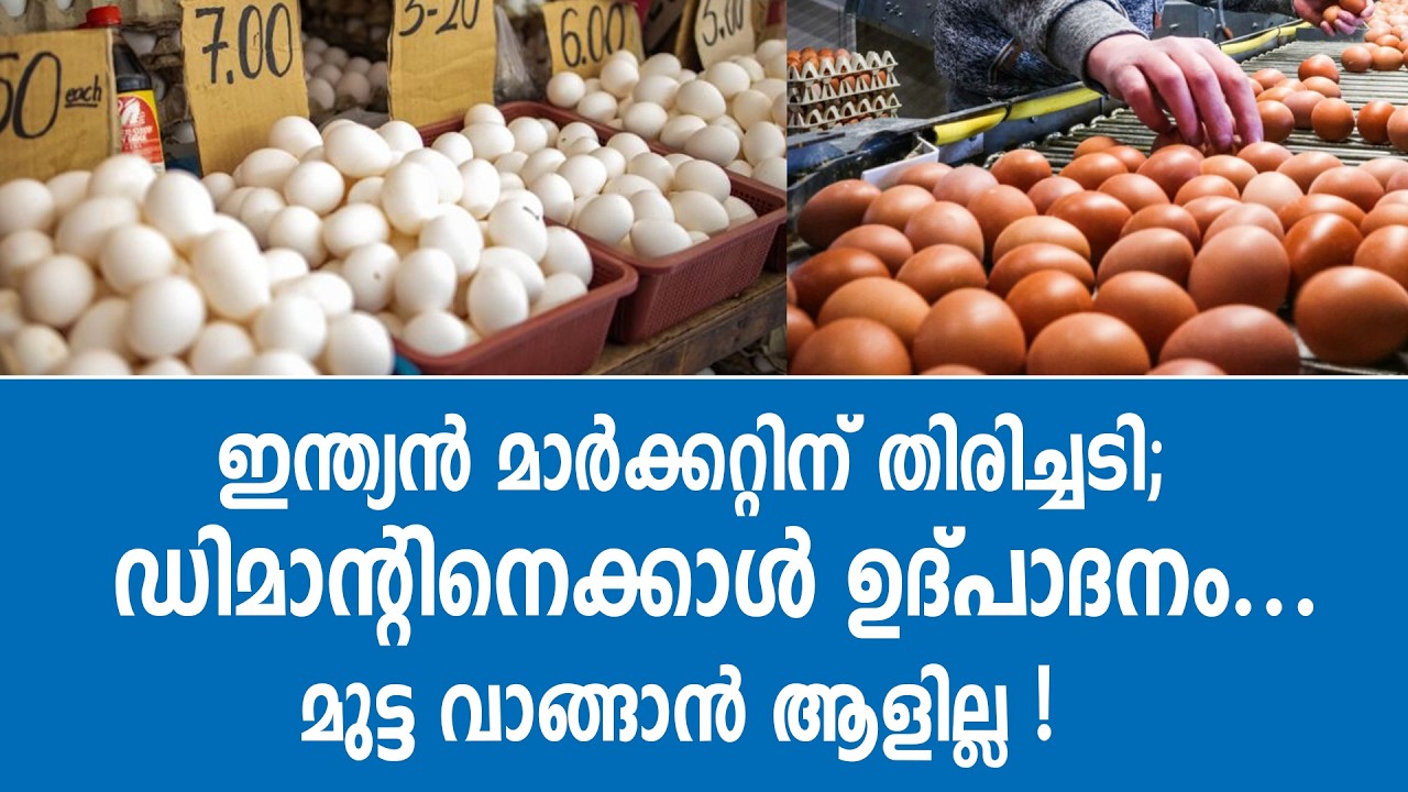 മുട്ട ഇനി ചുളു വിലയ്ക്ക് കിട്ടുമോ? നാമക്കലിൽ വില ഇടിവ്...യുദ്ധപ്രതിഭാസം പൗൾട്രി മേഖലയിലും!