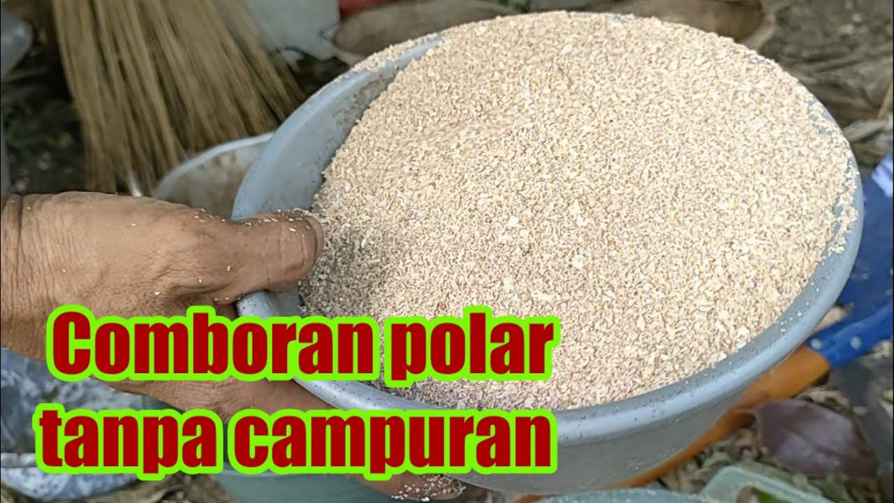 Pemberian polar untuk comboran kambing tanpa campuran bahan lain