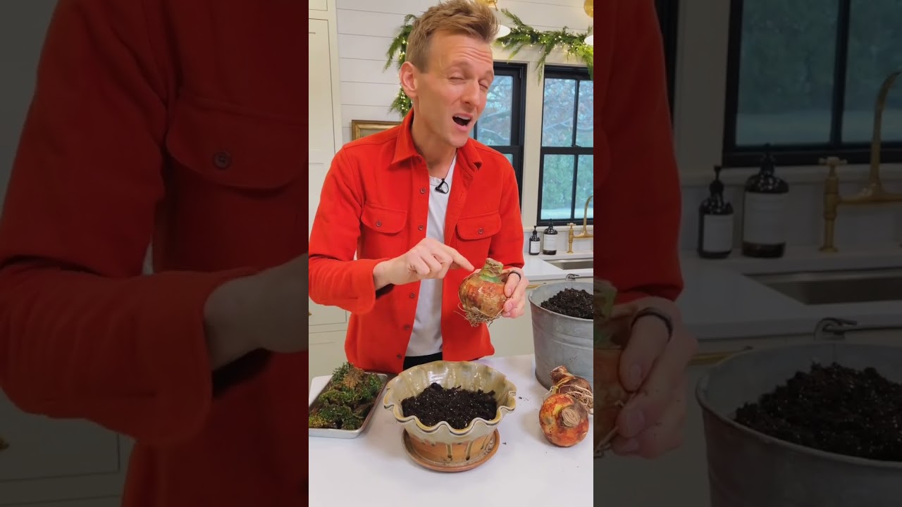 Here&rsquo;s how to plant amaryllis bulbs for Christmas!