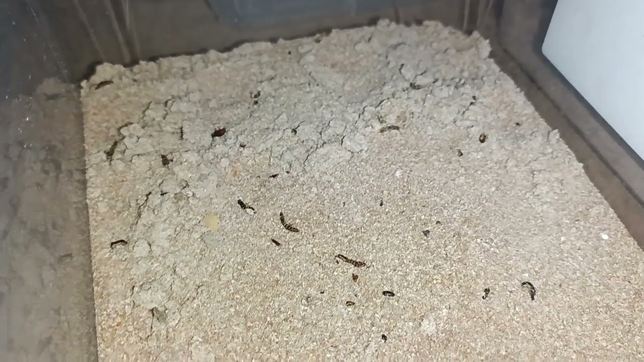 Buffalo Kurdu (Alphitobius diaperinus) 3 Aylık Karışık Evreler