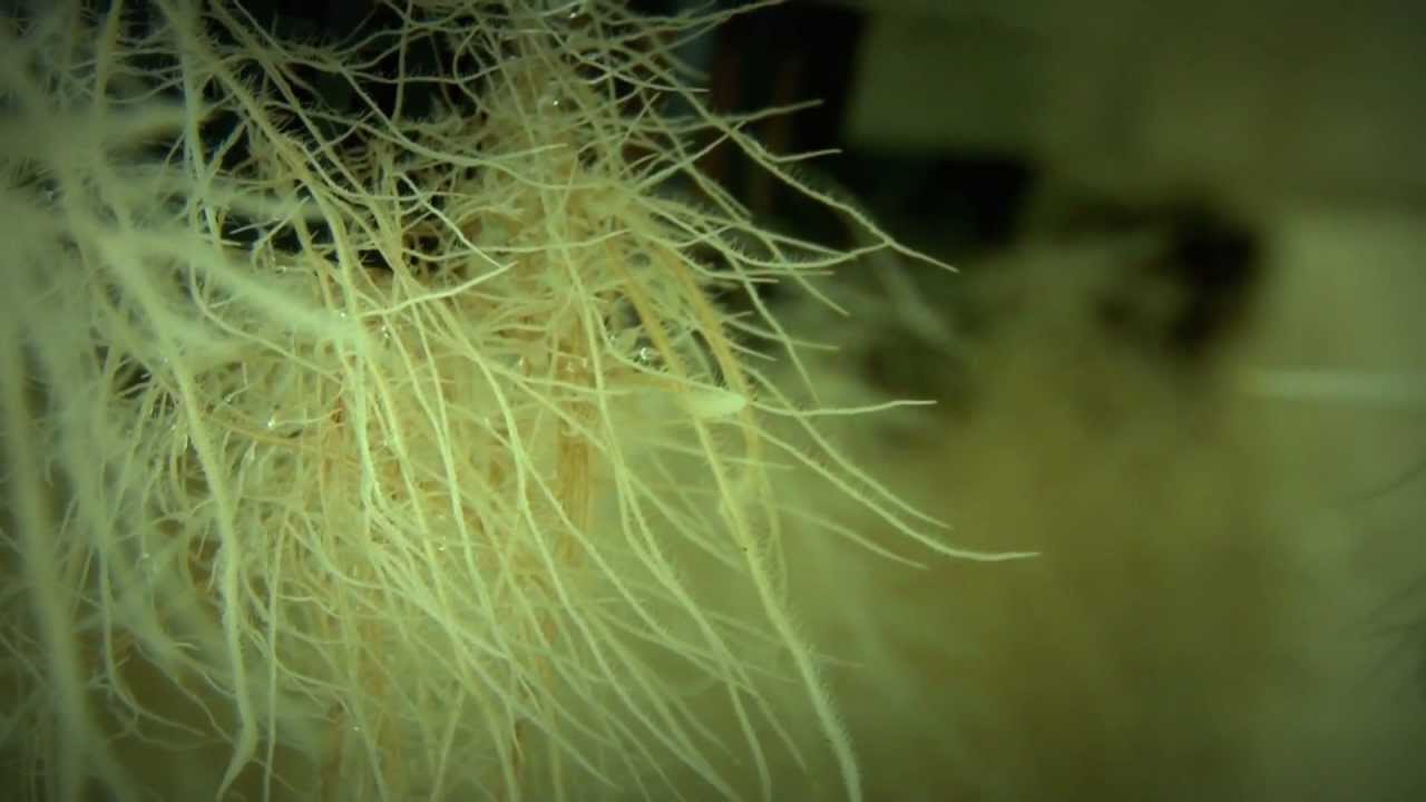 Aeroponics by Indoor Harvest (multi-cell root hairs)