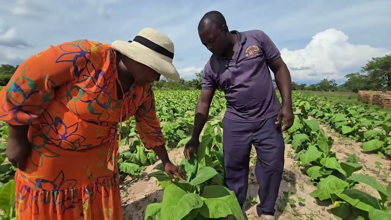 Life in the Village: How a Young Zimbabwean Farmer Builds a Simple Homestead Through Tobacco Farming
