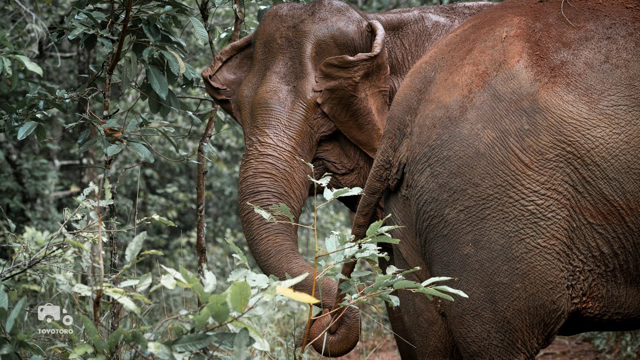 Southeast Asia: Bonding in Cambodia | Toyotoro