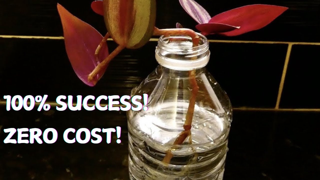 A Very Simple Method to Propagate Wandering Jew Plant | Tradescantia Zebrina | Violet Inch Plant