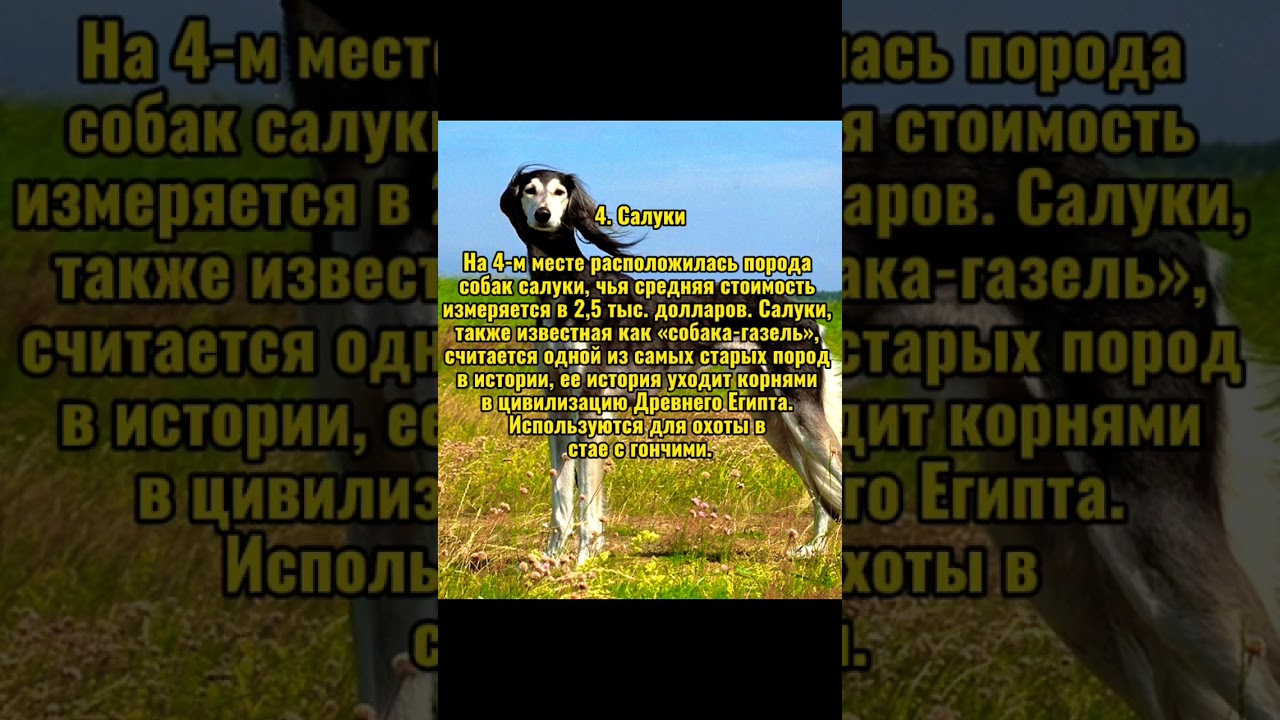 Топ-15 самых дорогих пород собак в мире #top10news #subscribe #support #подпишись #thanks