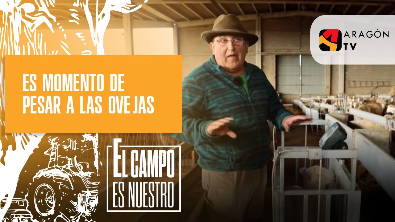 Es momento de pesar a las ovejas
