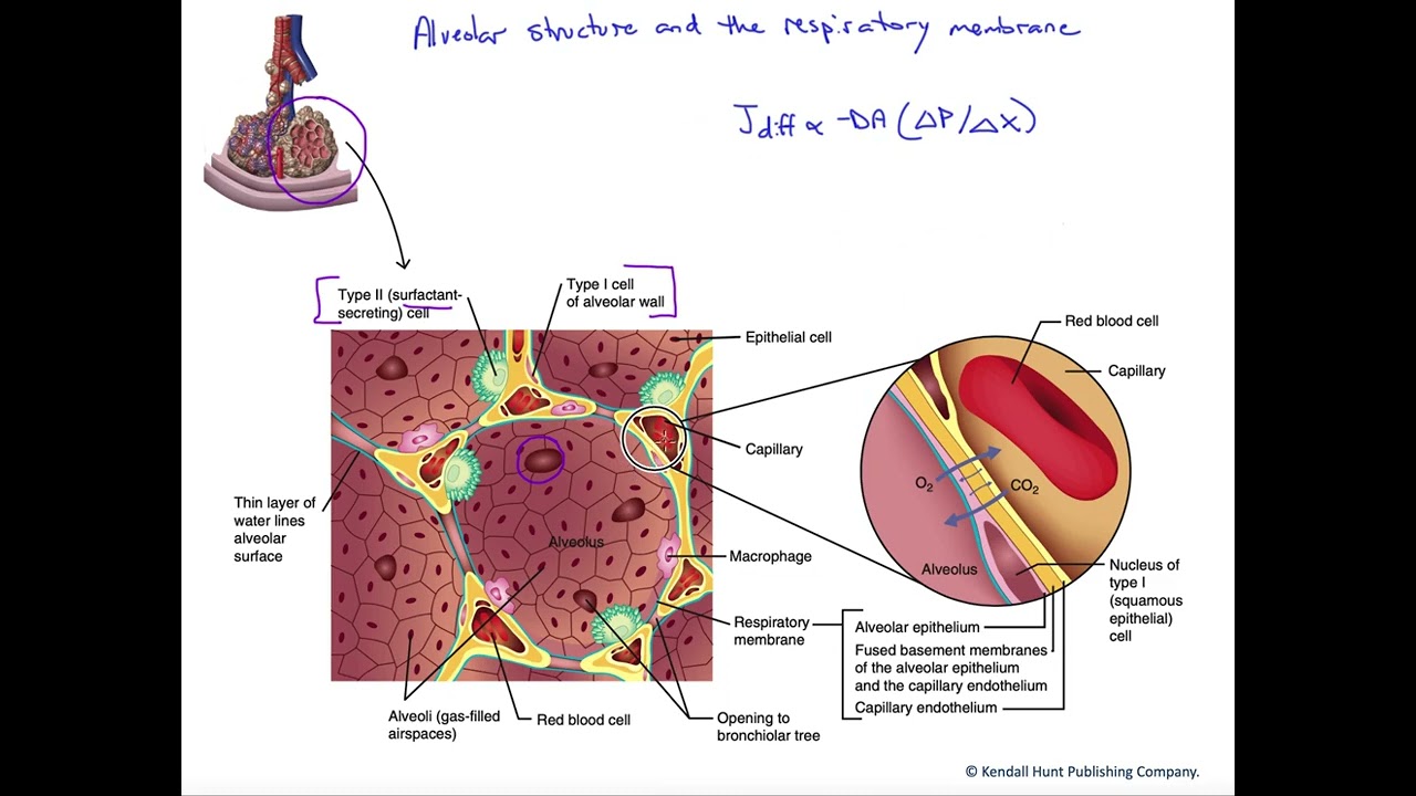 Alveolar structure and respiratory membrane