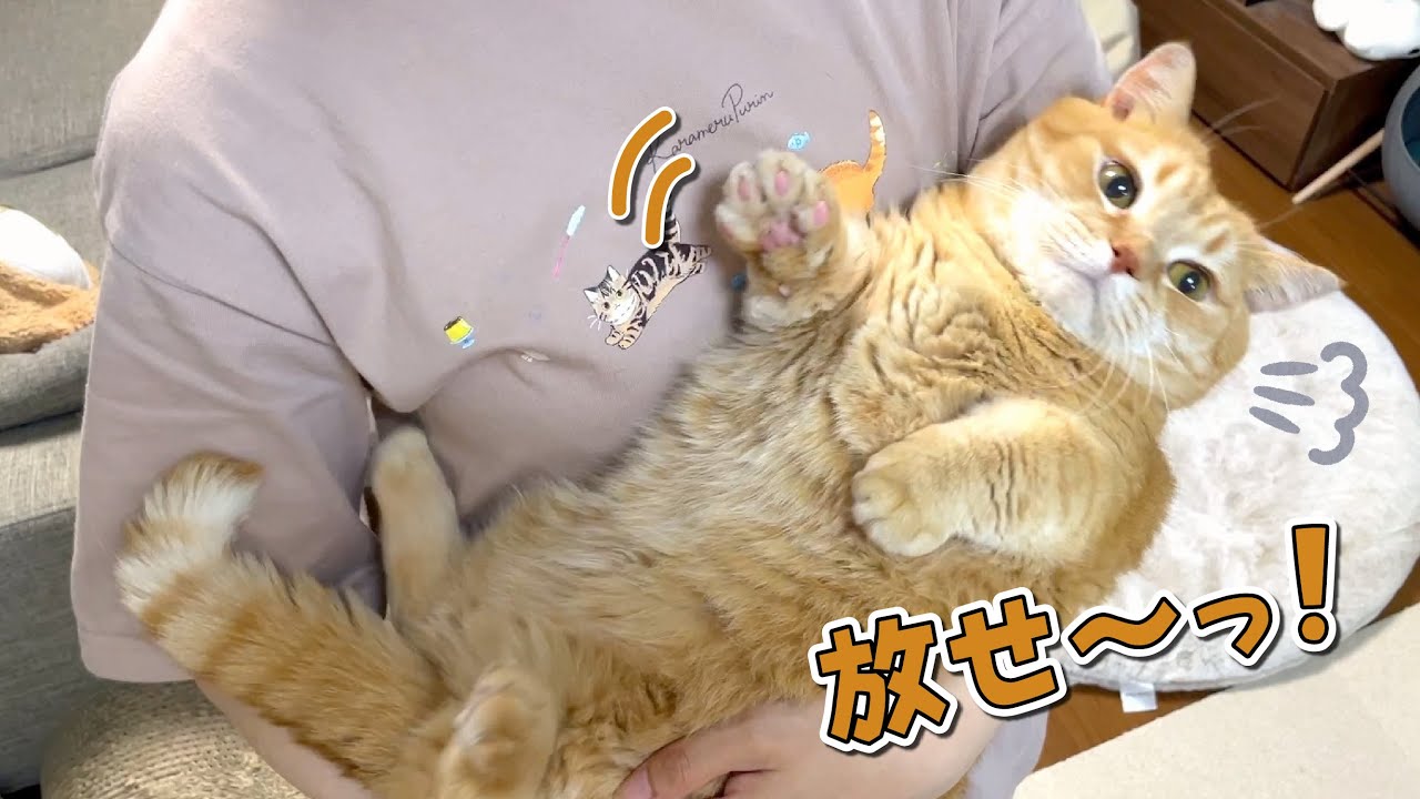 どうしても夜食が食べたい猫VS可愛い愛猫を抱っこしたいママ！