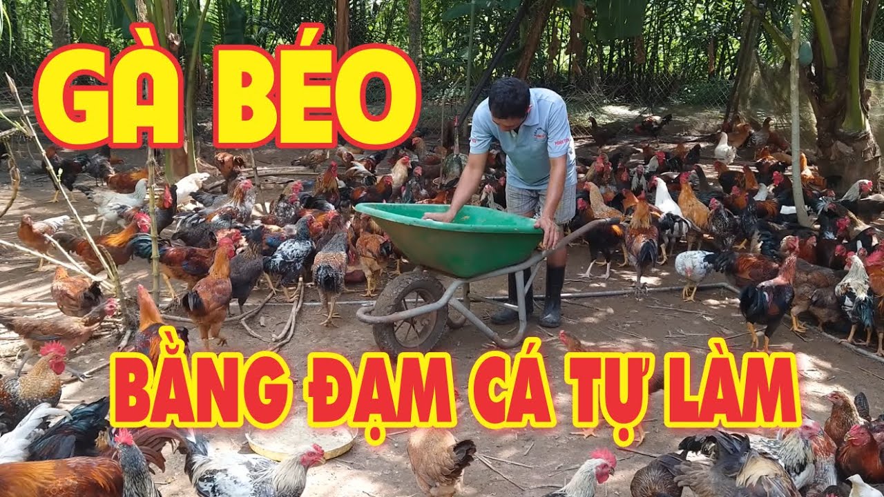 Nuôi gà béo tốt bằng Đạm Cá tự làm