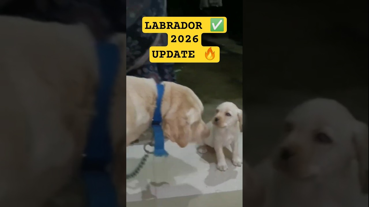 🔥Low Price ରେ LABRADOR ✅, ଆପଣଙ୍କ ପାଇଁ Budget FRENDLY 