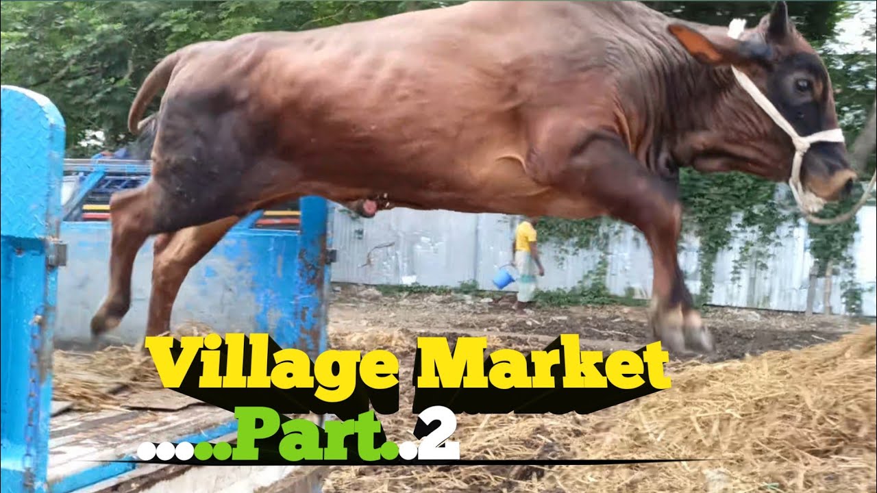 cow unloading gharmura,bazzar ep...2 hamba #cow#hamba #viral
