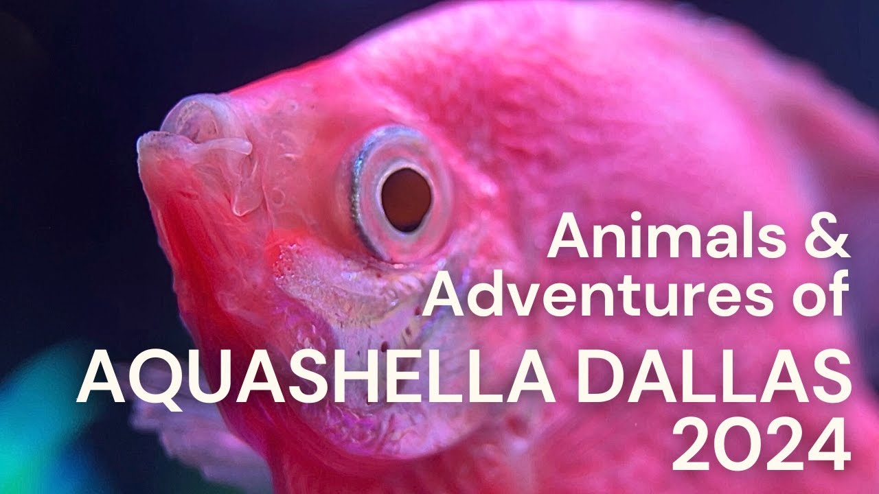2nd Floor Aquatics visits Aquashella Dallas 2024
