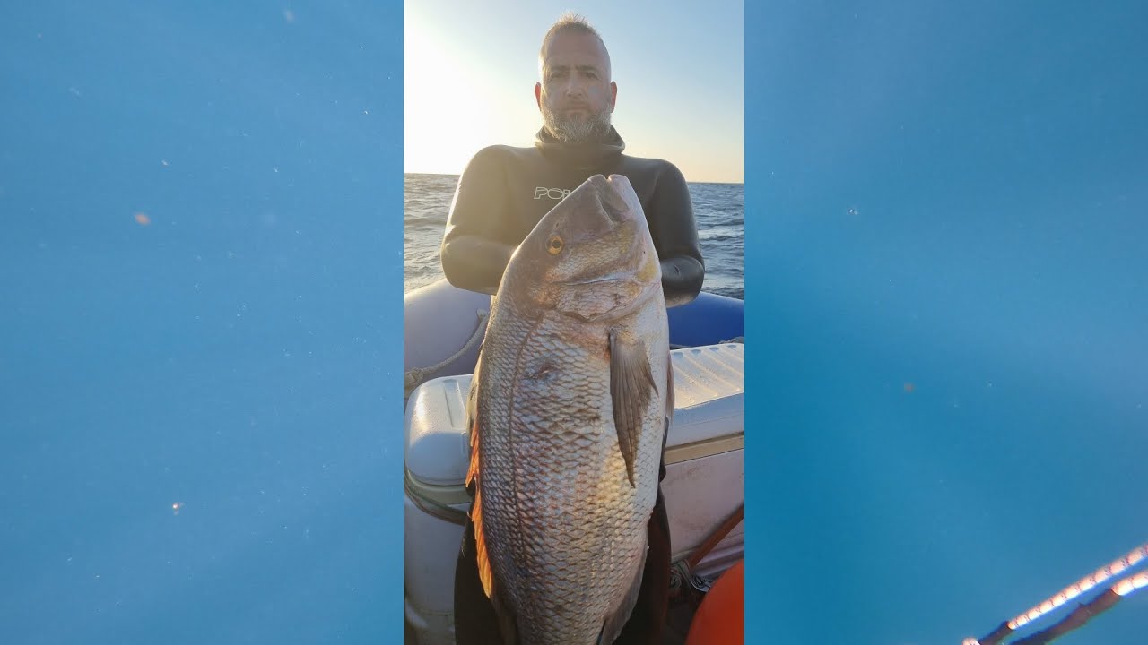 denton de 12 kg de Edu Falcon