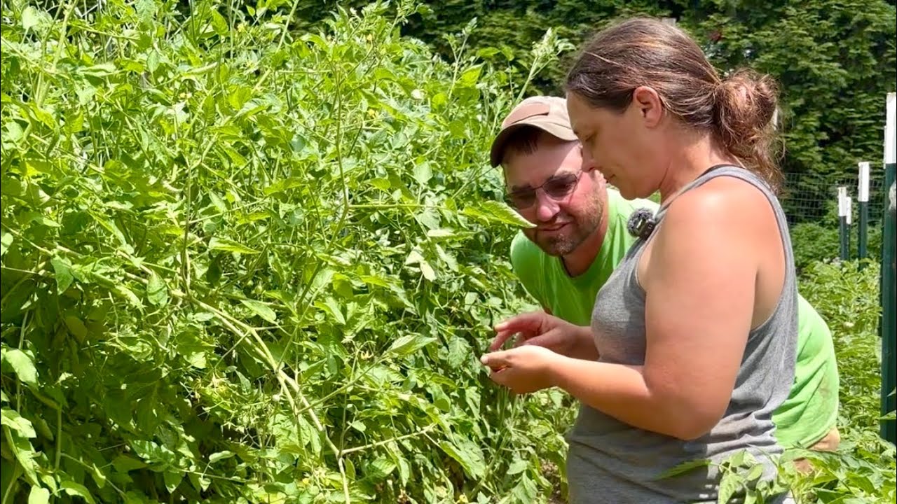 Turn Your Weeds into Food || Harvesting, Planting, and Porch Talk || July 2025