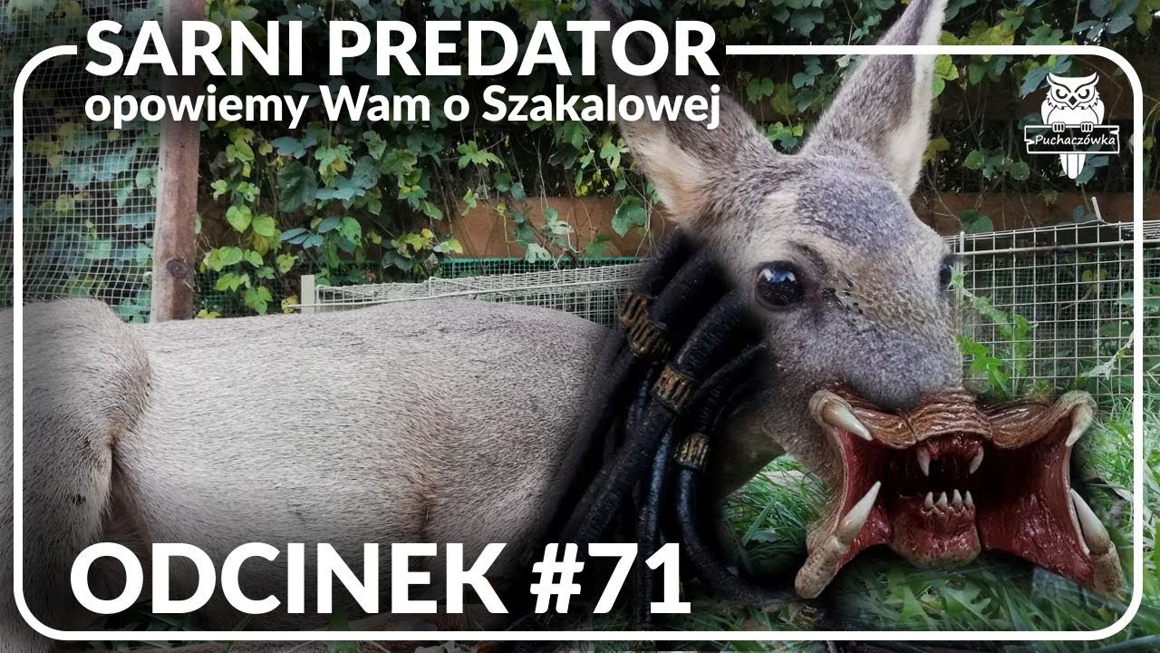 Odcinek #71 - Sarni predator - Szakalowa🦌