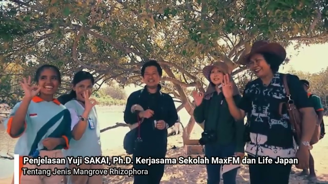 MANGROVER SMANTIG BERSINAR