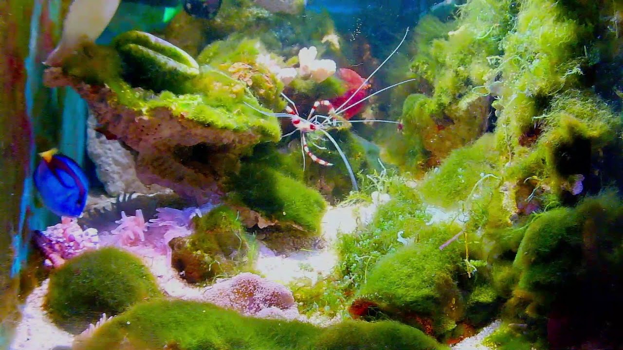 relaxing videos to watch before bed:🐠Real and beautiful: fish and marine animals in the aquariu0745落