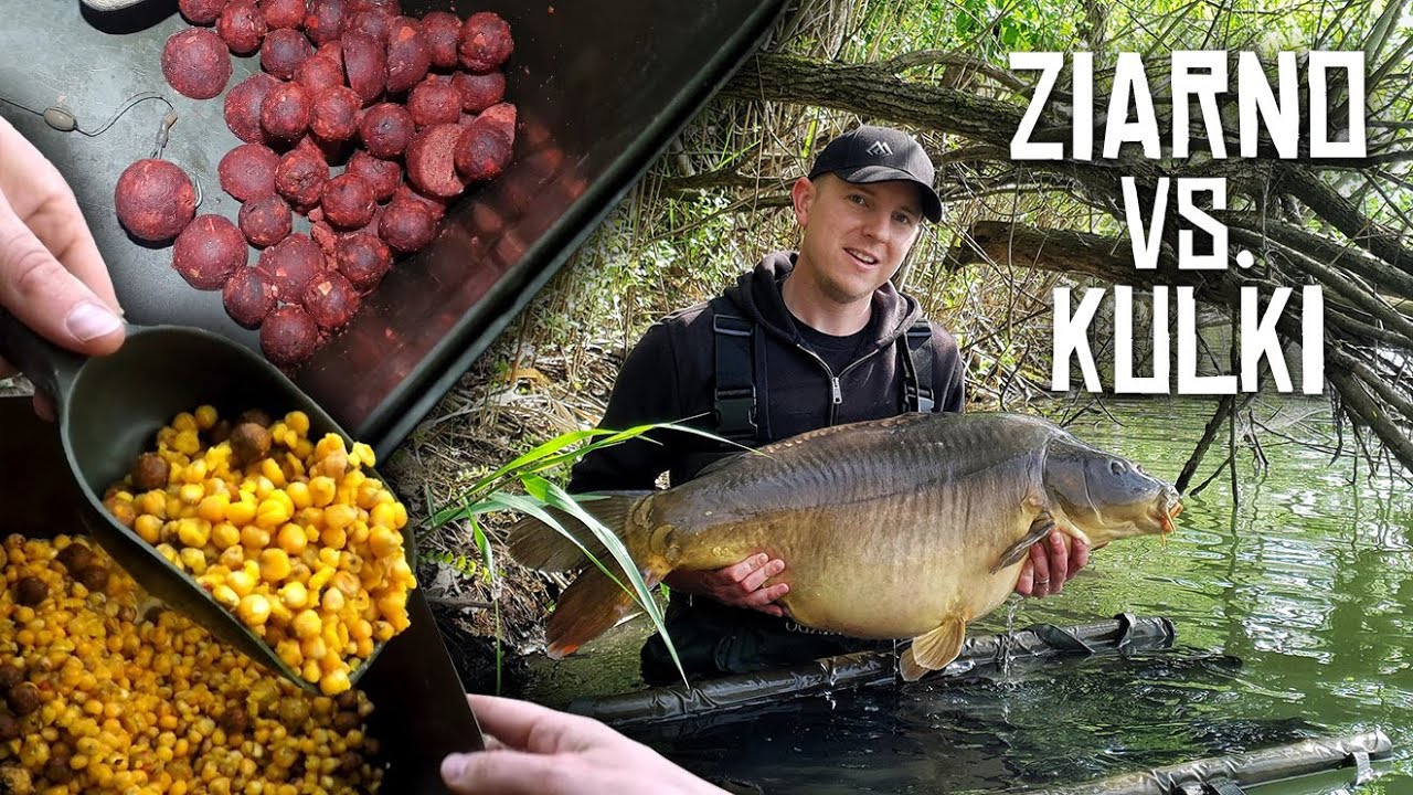 Ziarno vs Kulki - karpie w zielsku