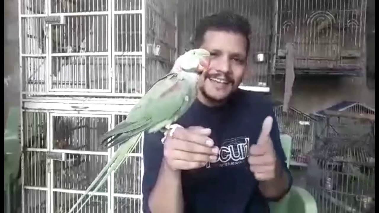 Parrot's Feather Trimming | Right & Easy Way of Feather Trim | Part 1 | Urdu / Hindi | PBI Official