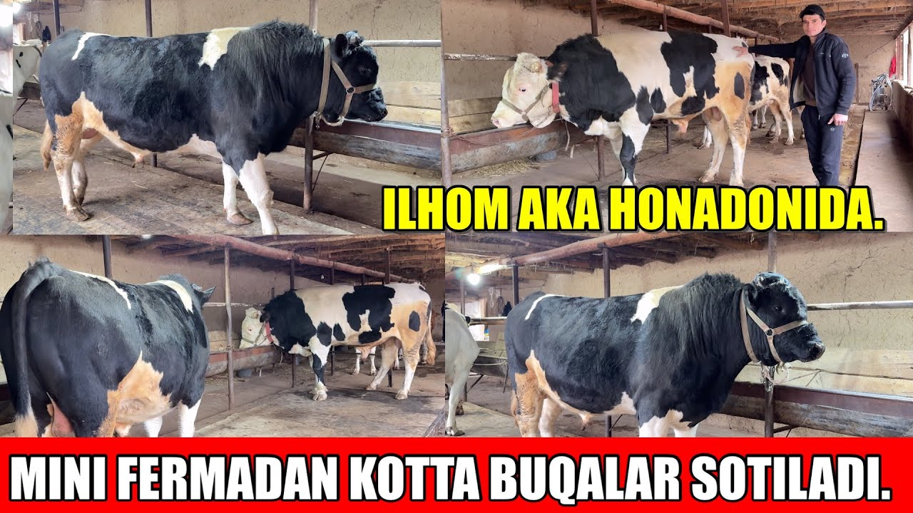MINI FERMADAN KOTTA BUQALAR SOTILADI.