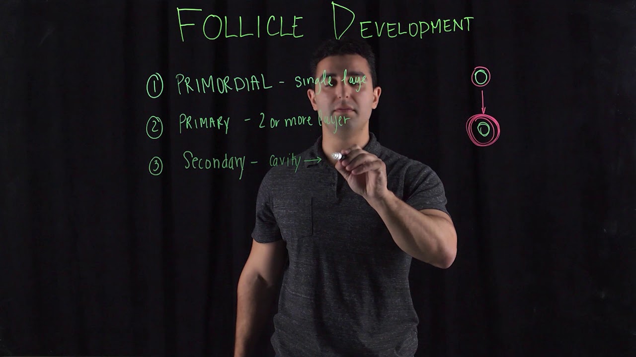 Follicle Development