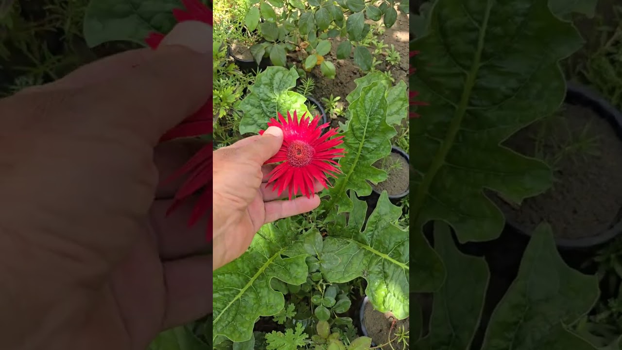 مخلفات الطيور تعتبر من افضل الاسمدة العضوية للنبات 🥀حديقتي جنتي🥀