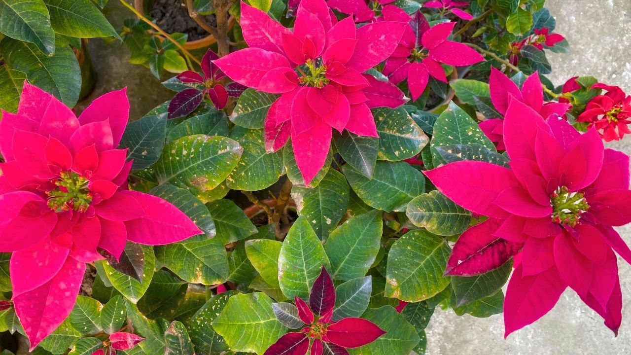 Poinsettia care | Poinsettia plant caring and fertilizer | Techngarden
