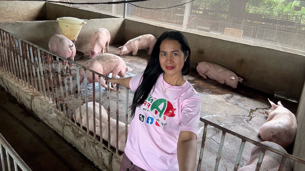 18 Days kung hindi nakita ang mga alaga kung baboy, Ganito na pala sila kalaki ngayon 
