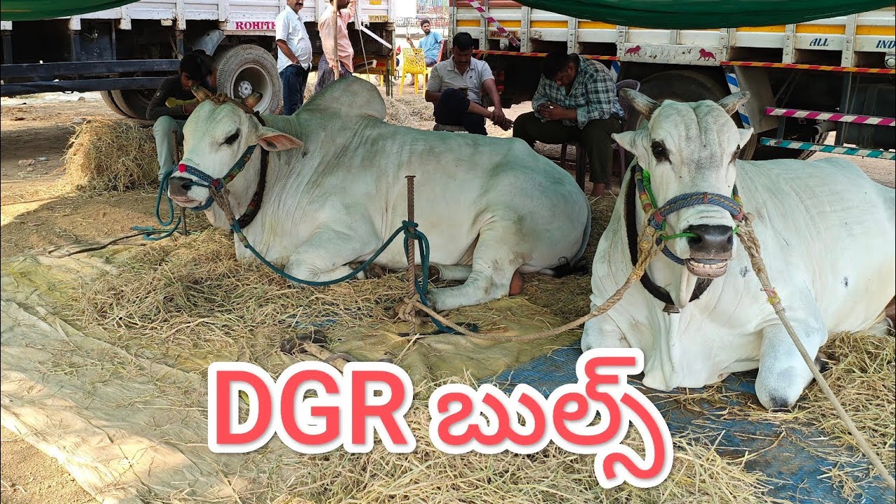 మల్ కట్ పల్లె సీనియర్స్ విభాగానికి వచ్చిన DGR గారు & పాతకోట తేజ రెడ్డి గారు