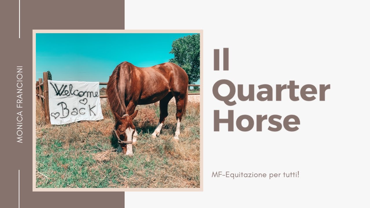MF- Il Quarter Horse ♥️