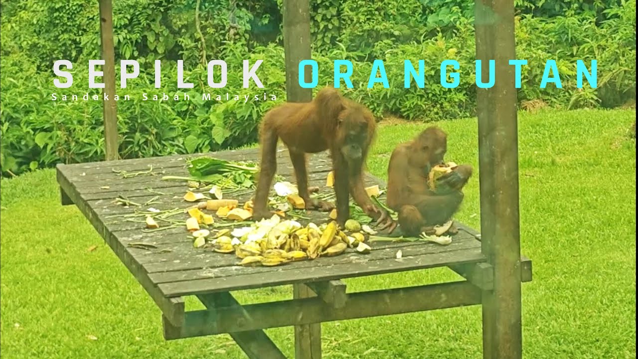 ORANGUTAN SEPILOK SANDAKAN