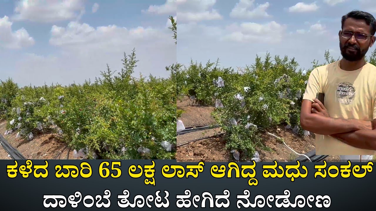 ಕಳೆದ ಬಾರಿ 65 ಲಕ್ಷ ಲಾಸ್ ಆಗಿದ್ದ ದಾಳಿಂಬೆ  ಈ ಸಾರಿ ಒಂದು ಕೋಟಿ ಬಂದೆ ಬರುತ್ತೆ|Madhu Sankal Pomegranate farm