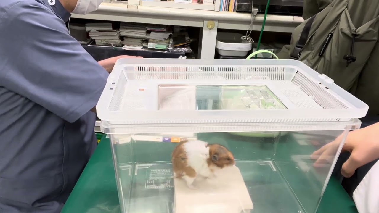 ①腹腔内腫瘍、肺への転移なし、貧血、低酸素症、多臓器機能低下症、1歳 6ヵ月齢、ゴールデンハムスターのチャチャちゃんの問診、診察、体重74g→10g↑、腹水症、お話