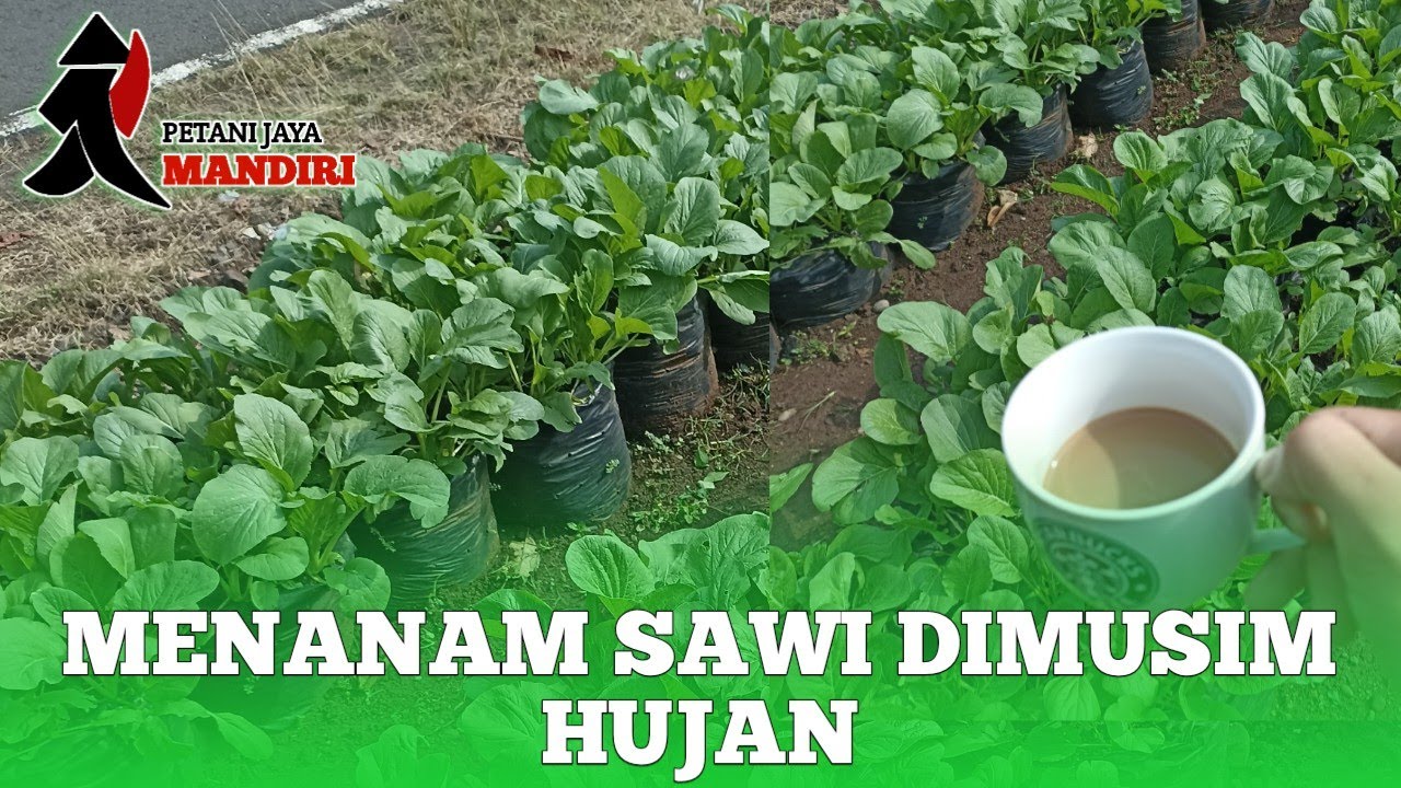 CARA PERAWATAN SAWI DI MUSIM HUJAN EKSTREM #pertanian 