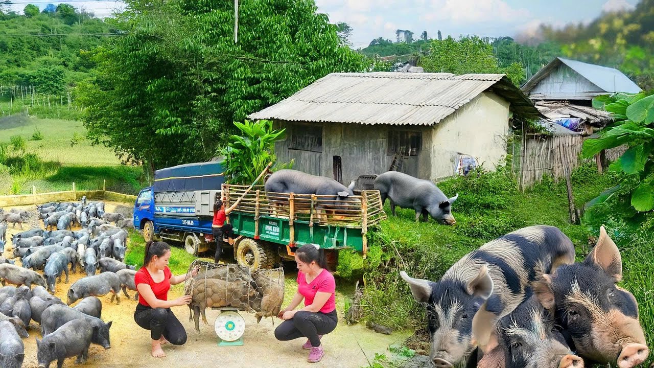 Rewind Timelapse: Harvest Pigs From Pig Farm, Use Truck Transport 1000+ Pigs to Market Sell