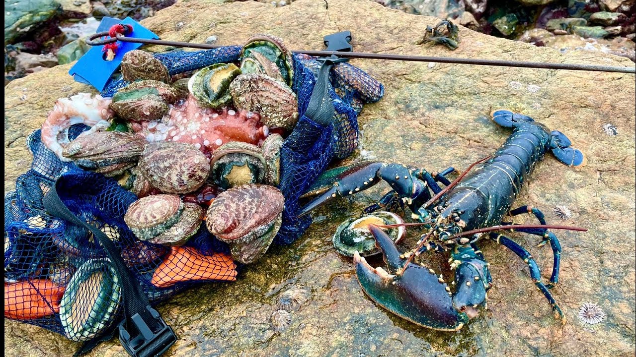SEAFOOD EVERYWERE ! Multiple Octopus , Big Lobster & Abalone , Coastal Foraging at its Best 