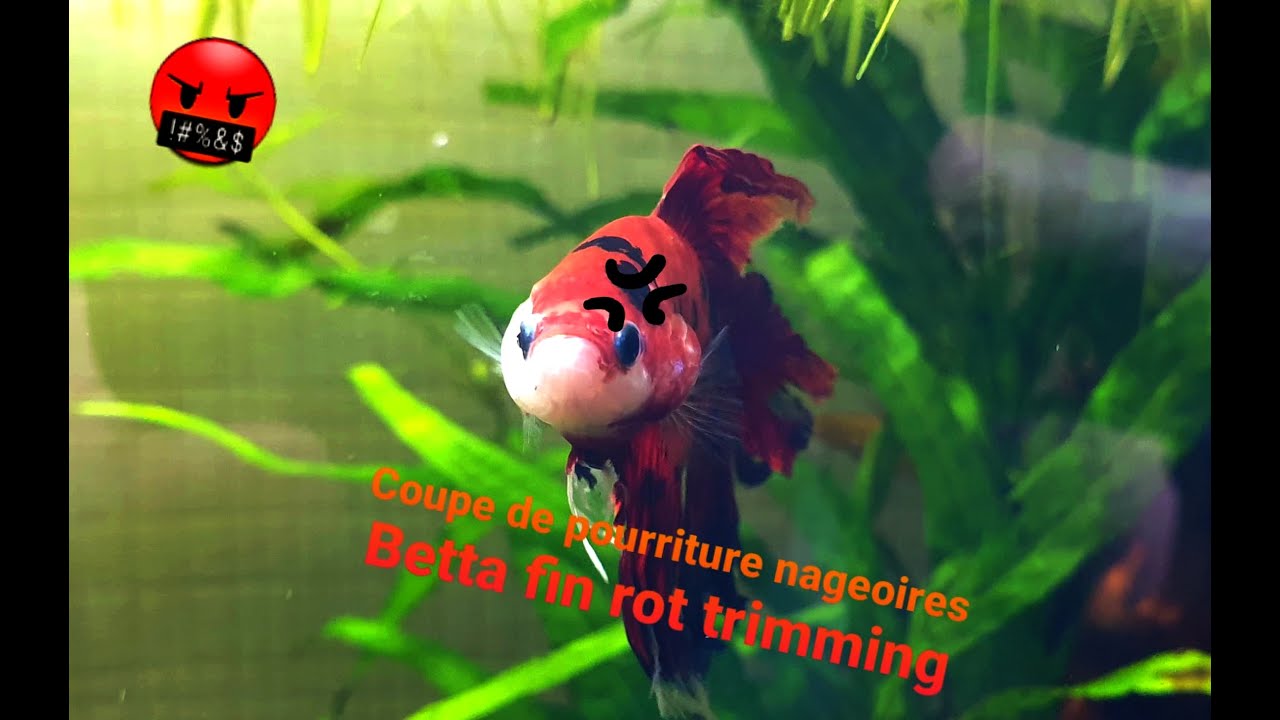 Betta splendens : Coupe de pourriture de nageoires / Fin rot trimming