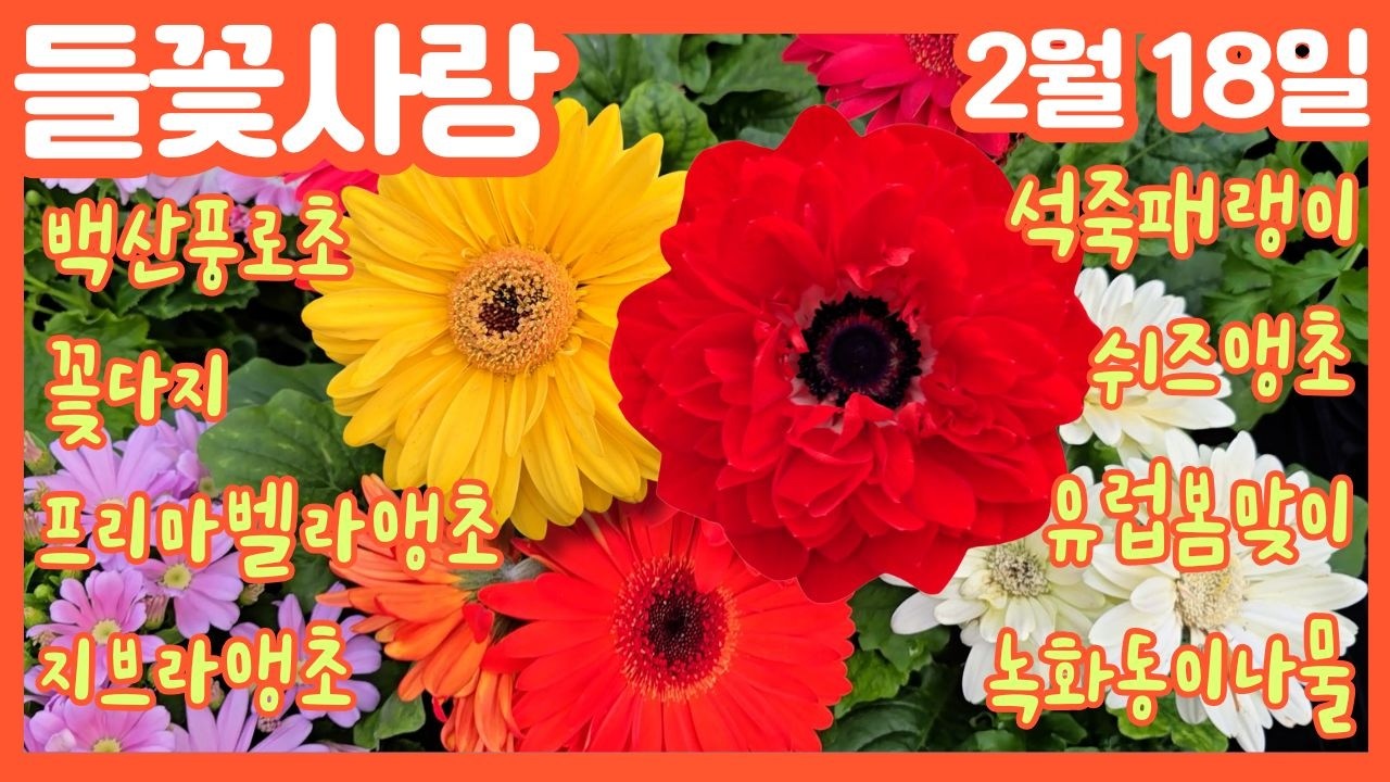 🌸들꽃사랑 2월18일 #석죽패랭이 #백산풍로초 #꽃다지 #유럽봄맞이 #쉬즈앵초 #프리마벨라앵초 #지브라앵초 #녹화동이나물 #홍등 #흑심패랭이  #클레마티스 #gardening