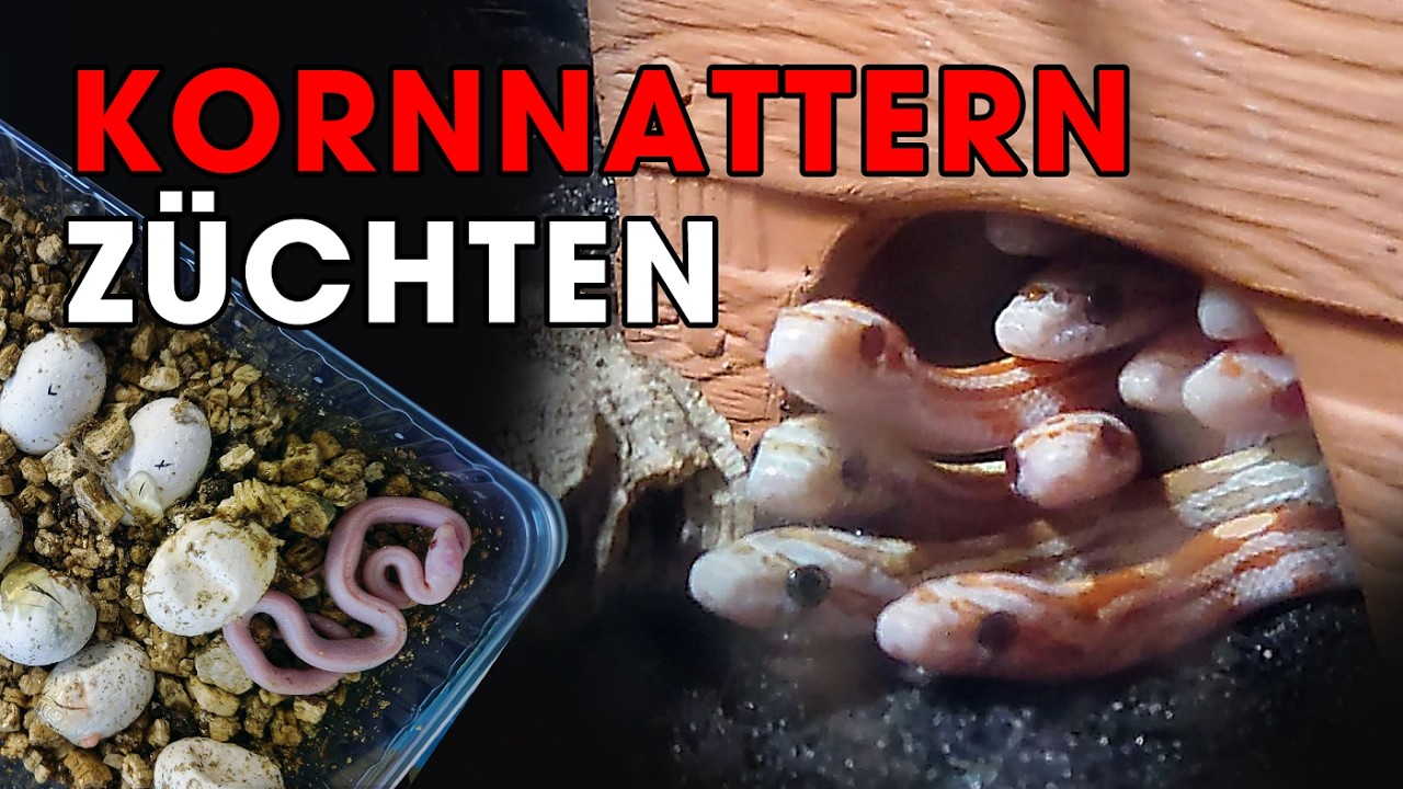 🐍 KORNNATTER-ZUCHT - Was du wissen musst, bevor du anfängst 🤔❗