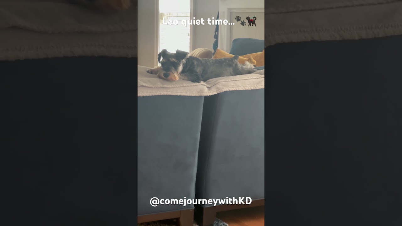 #miniatureschnauzer #leo #puppy #dog #shorts #viral #viralvideo #doglife #luv  #dogshorts #animals