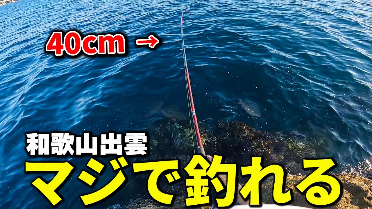 【本当は教えたくない】グレを釣る最強の釣り方がこれ！