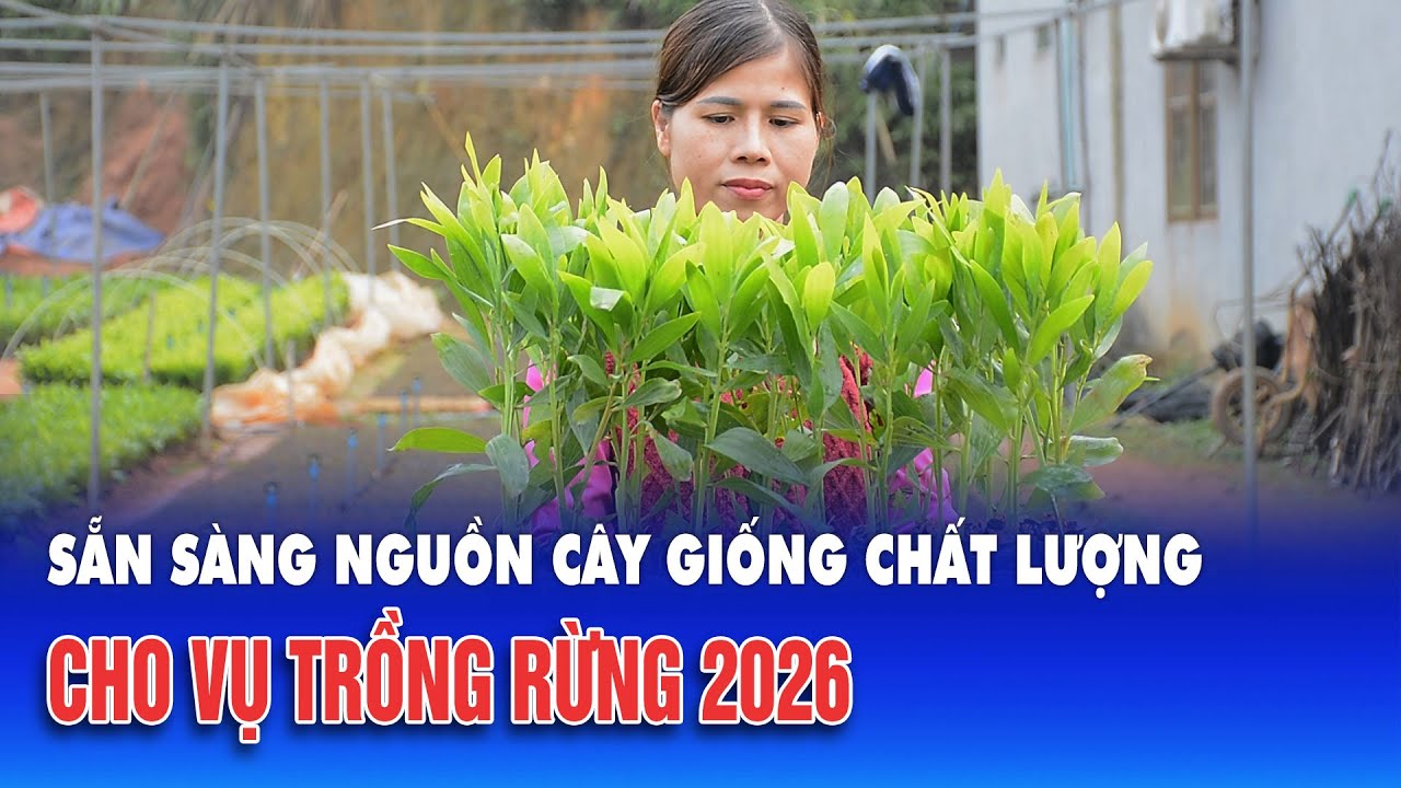 Sẵn sàng nguồn cây giống chất lượng cho vụ trồng rừng 2026