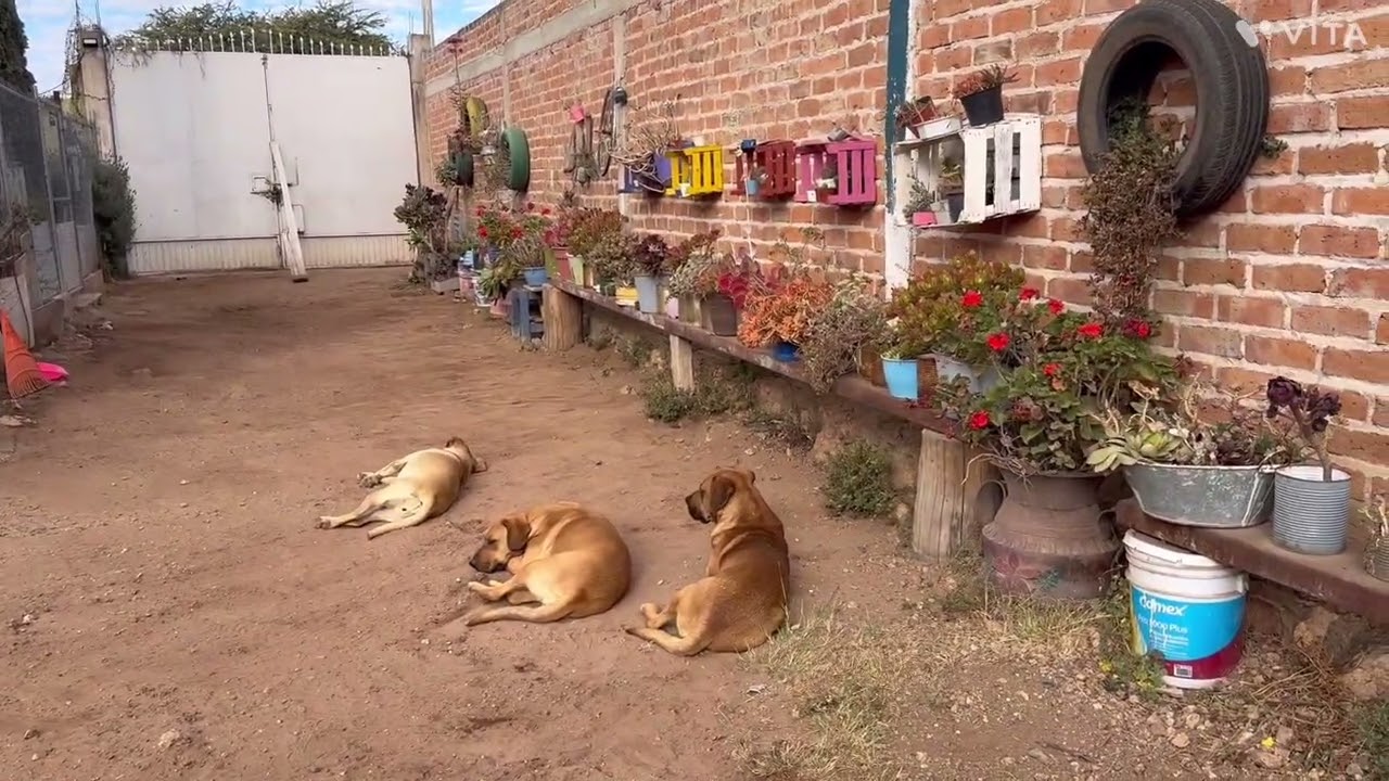 Les enseño otra parte de mi jardín. Suculentas de colores. 