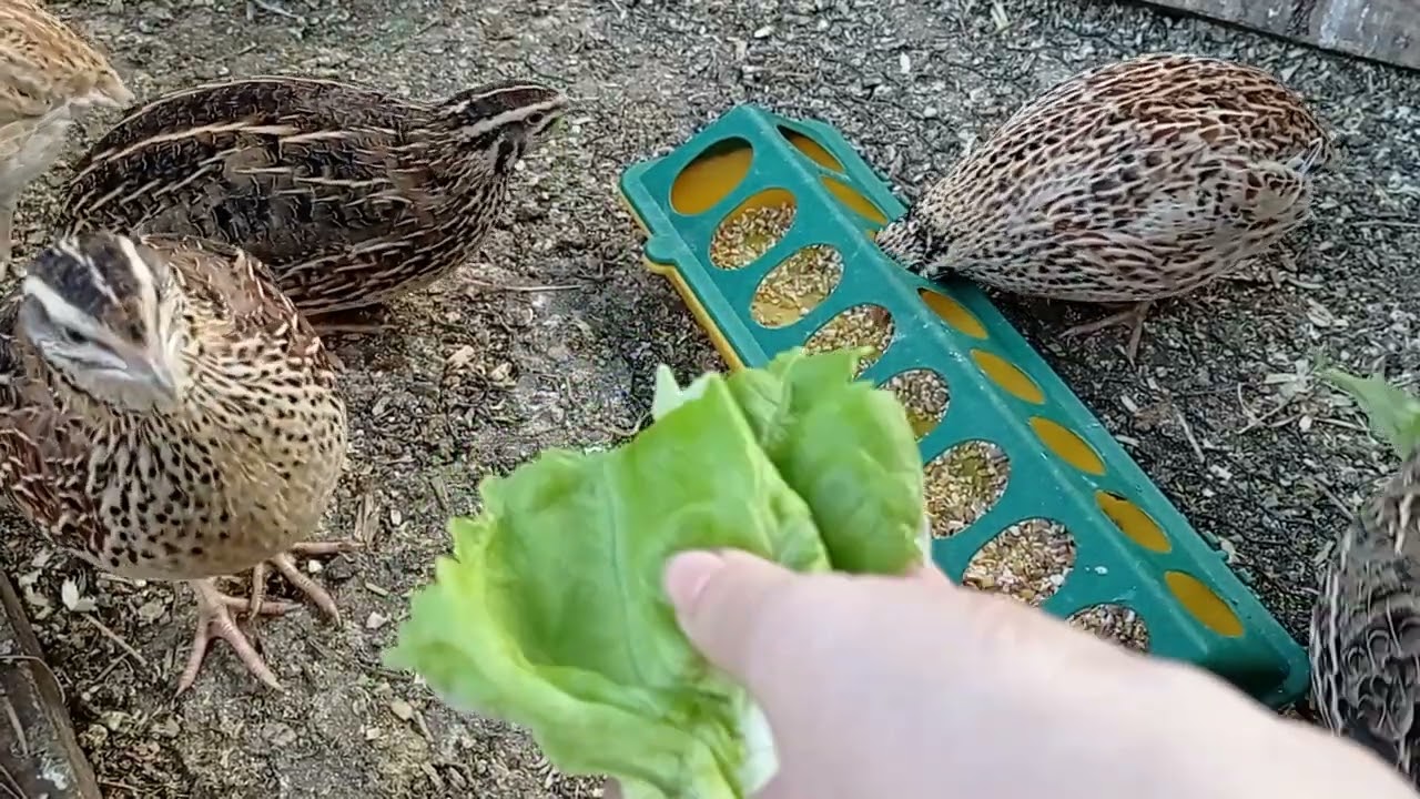 Japanese Quail, Rooster or Not? - Silent Vlog