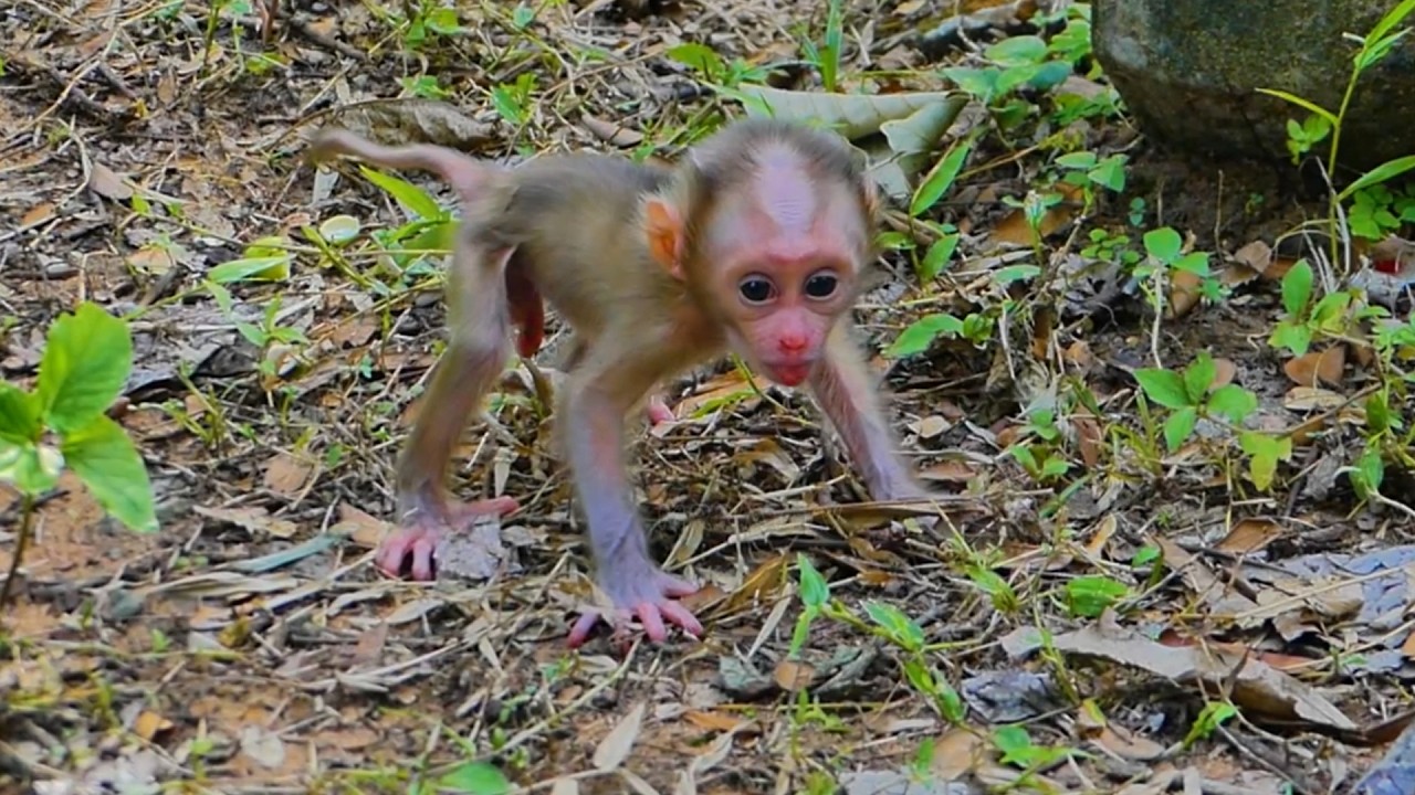 Alfie Baby Monkey Takes First Steps Alone but scared🐒 | Baby Monkey&rsquo;s First Adventure 🐒
